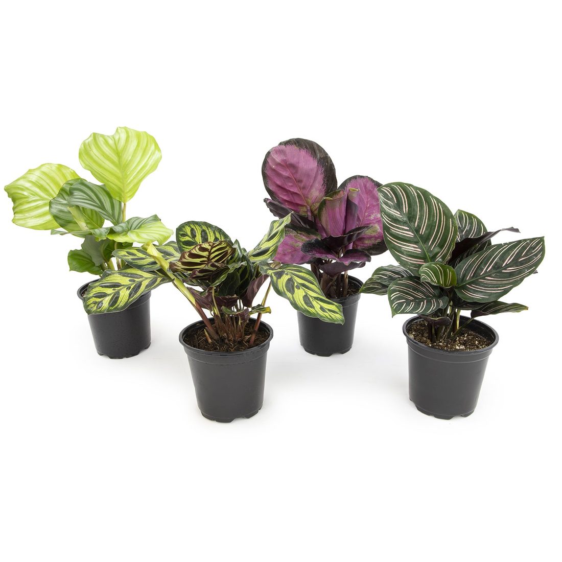 Calathea Assorted – BlossoMé – Maison Des Fleurs Blossome Inc, Lachine PQ