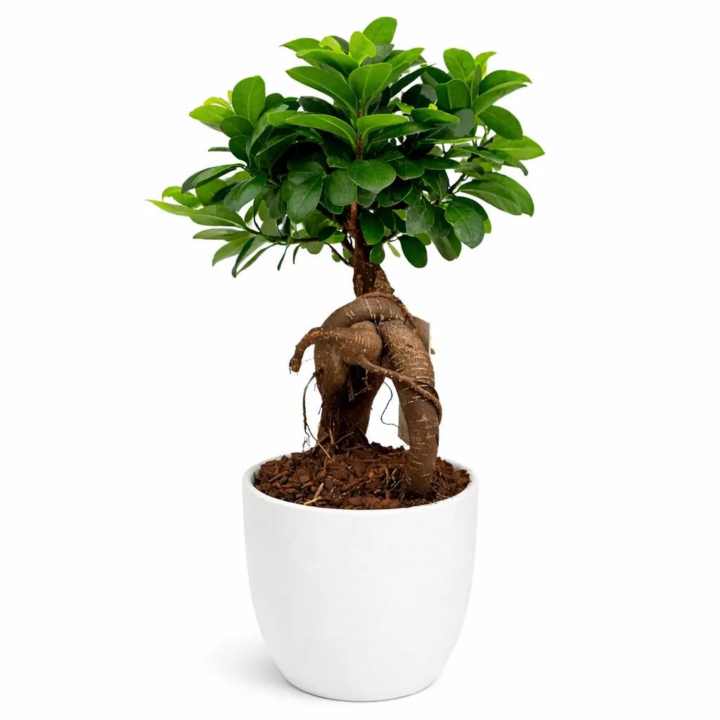 Ficus Ginseng 4-inch – BlossoMé – Maison Des Fleurs Blossome Inc, Lachine PQ