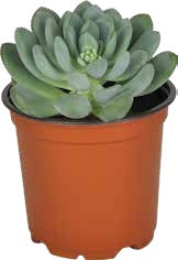 Mini Succulent — Rounded Rosette – BlossoMé – Maison Des Fleurs Blossome Inc, Lachine PQ