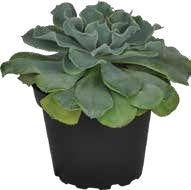 Mini Succulent — Ruffled Rosette – BlossoMé – Maison Des Fleurs Blossome Inc, Lachine PQ