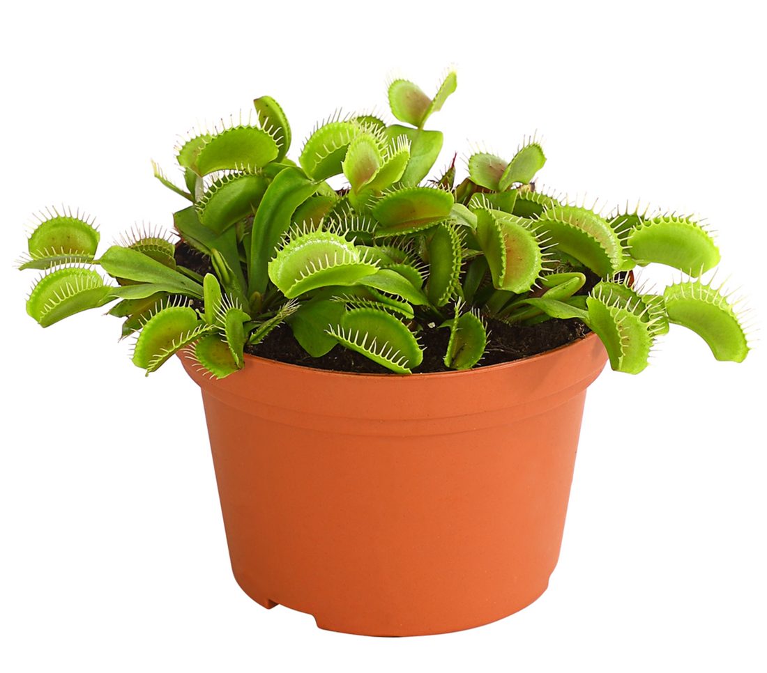 Venus Flytrap – BlossoMé – Maison Des Fleurs Blossome Inc, Lachine PQ