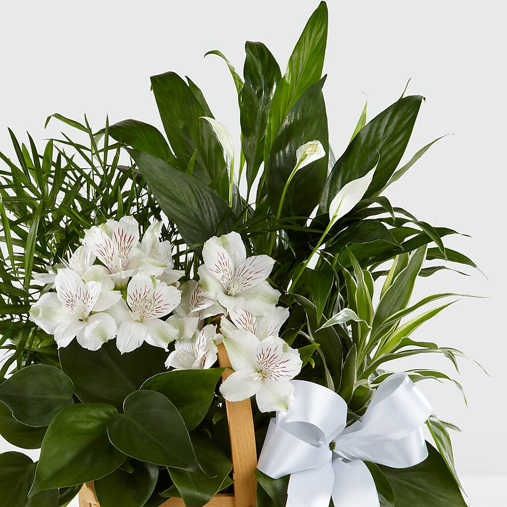 Peace & Serenity Dishgarden – Maison Des Fleurs Blossome Inc, Lachine PQ