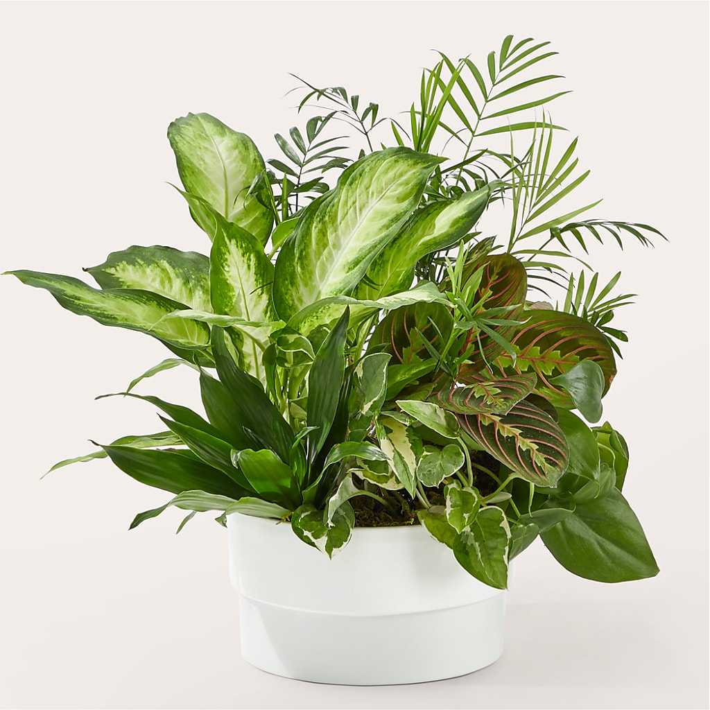 Radiating Positivity Dishgarden – MAISON DES FLEUR BLOSSOME, Laval PQ