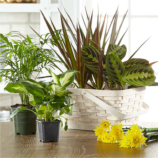 Florist Designed Blooming and Green Plants in a Basket –  Maison Des Fleur Blossome, Laval PQ