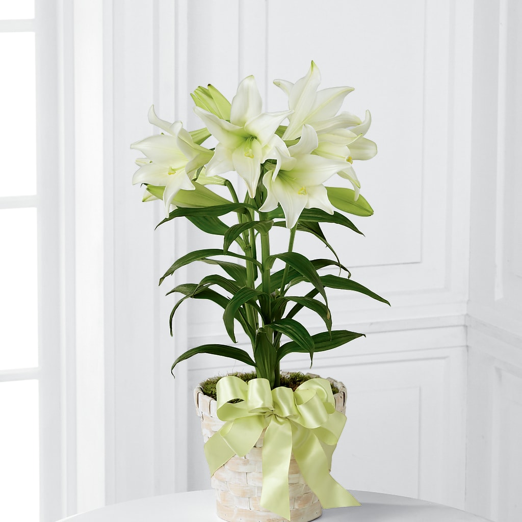Easter Lily Plant –  Maison Des Fleur Blossome, Laval PQ