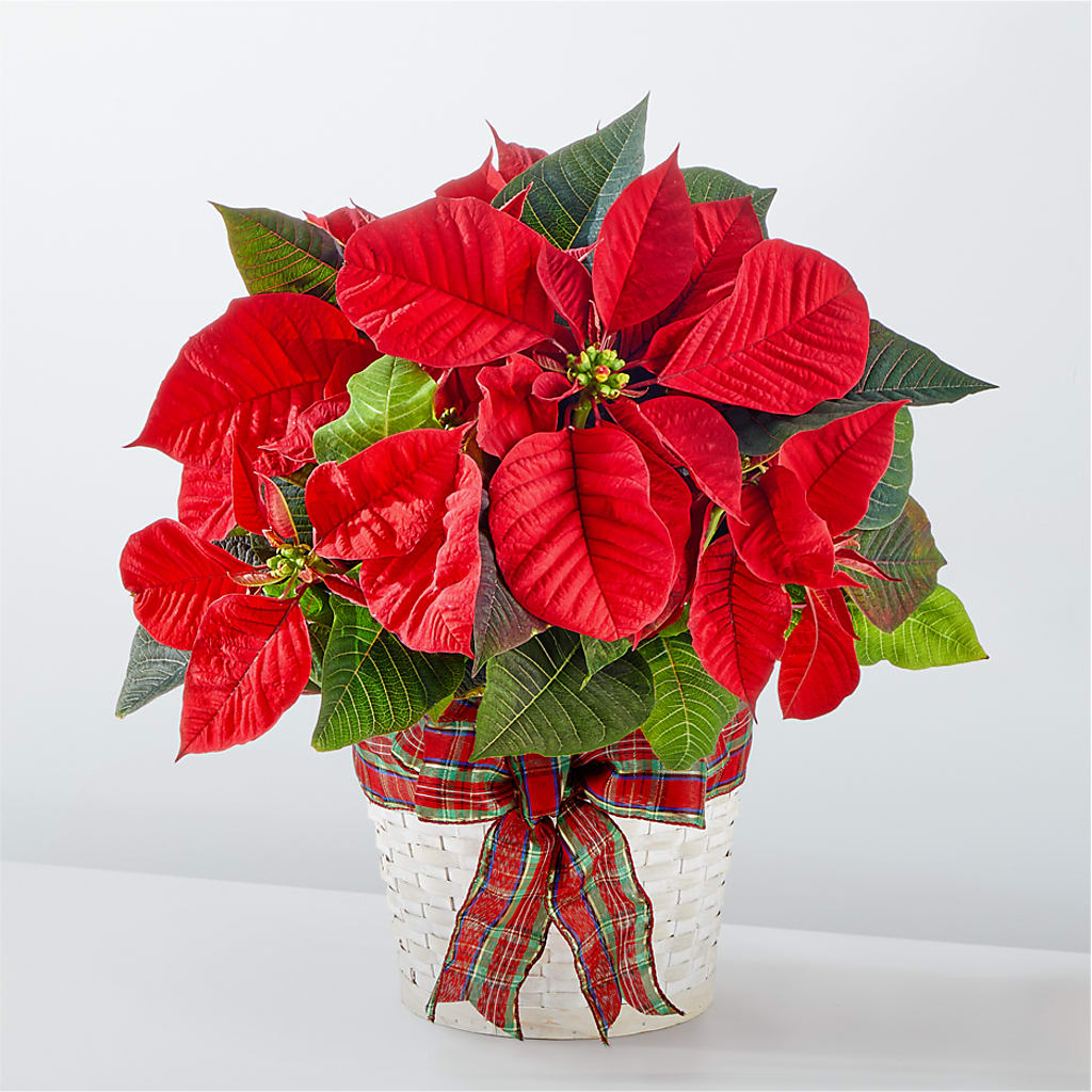 Happiest Holidays Poinsettia – MAISON DES FLEUR BLOSSOME, Laval PQ
