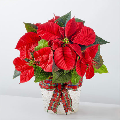 Happiest Holidays Poinsettia – MAISON DES FLEUR BLOSSOME, Laval PQ