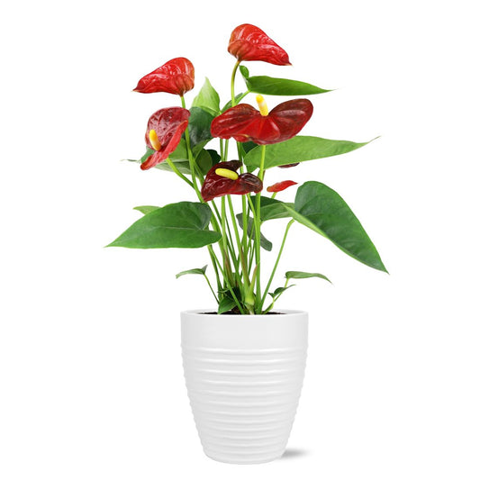 Anthurium – BlossoMé –  Maison Des Fleurs Blossome Inc, Lachine PQ