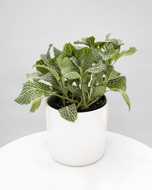 Fittonia – BlossoMé –  Maison Des Fleurs Blossome Inc, Lachine PQ