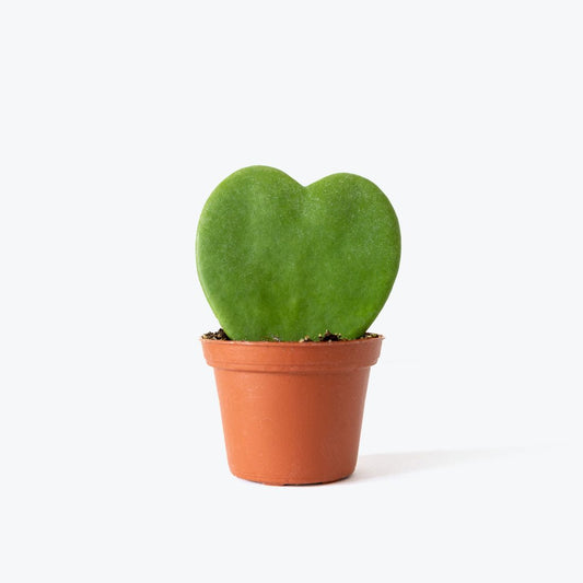 Hoya Kerrii Heart – BlossoMé –  Maison Des Fleurs Blossome Inc, Lachine PQ