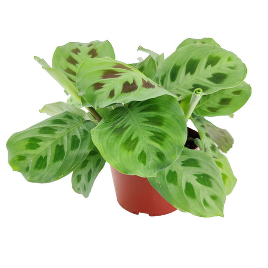 Green Maranta – BlossoMé –  Maison Des Fleurs Blossome Inc, Lachine PQ