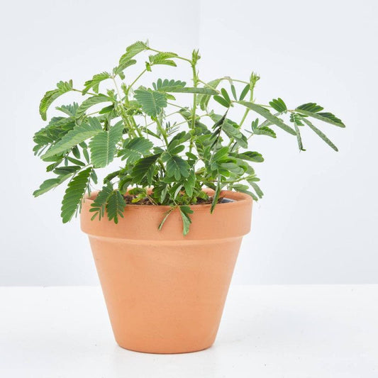 Mimosa Pudica – BlossoMé –  Maison Des Fleurs Blossome Inc, Lachine PQ
