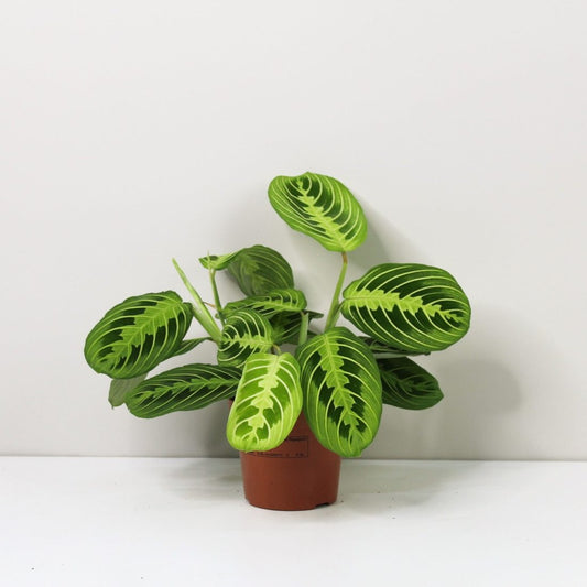 Maranta Lemon Lime – BlossoMé –  Maison Des Fleurs Blossome Inc, Lachine PQ