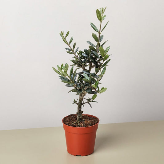 Olive Plant – BlossoMé –  Maison Des Fleurs Blossome Inc, Lachine PQ