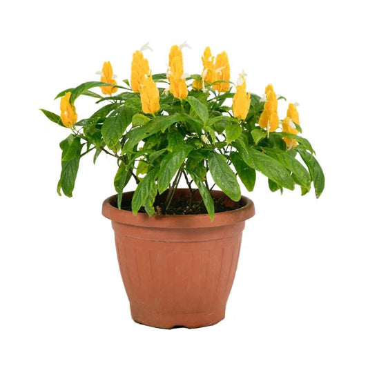 Golden Shrimp Plant – BlossoMé –  Maison Des Fleurs Blossome Inc, Lachine PQ