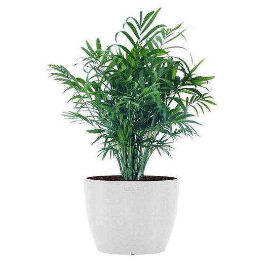 Neanthe Bella Palm – BlossoMé –  Maison Des Fleurs Blossome Inc, Lachine PQ