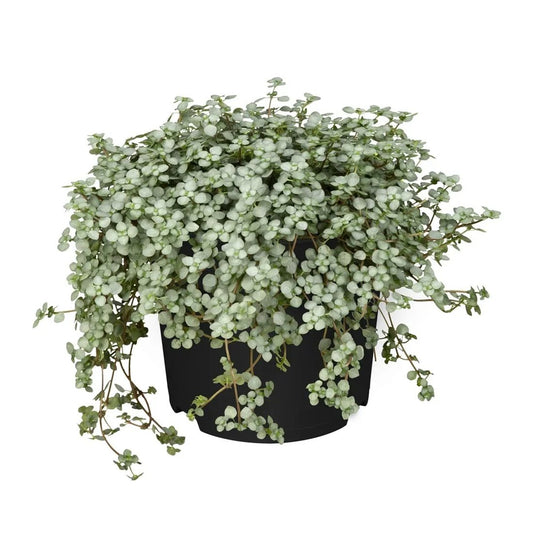 Pilea Glauca – BlossoMé –  Maison Des Fleurs Blossome Inc, Lachine PQ