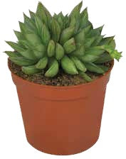 Mini Succulent — Pointed Cluster – BlossoMé –  Maison Des Fleurs Blossome Inc, Lachine PQ