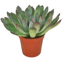 Mini Succulent — Red-Tipped Rosette – BlossoMé –  Maison Des Fleurs Blossome Inc, Lachine PQ
