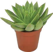 Mini Succulent — Bright Green Rosette – BlossoMé –  Maison Des Fleurs Blossome Inc, Lachine PQ