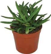Mini Succulent — Branching Green – BlossoMé –  Maison Des Fleurs Blossome Inc, Lachine PQ