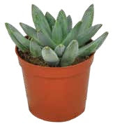 Mini Succulent — Silver Leaf – BlossoMé –  Maison Des Fleurs Blossome Inc, Lachine PQ