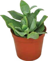 Mini Succulent — Upright Green – BlossoMé –  Maison Des Fleurs Blossome Inc, Lachine PQ