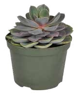 Mini Succulent — Purple Rosette – BlossoMé –  Maison Des Fleurs Blossome Inc, Lachine PQ