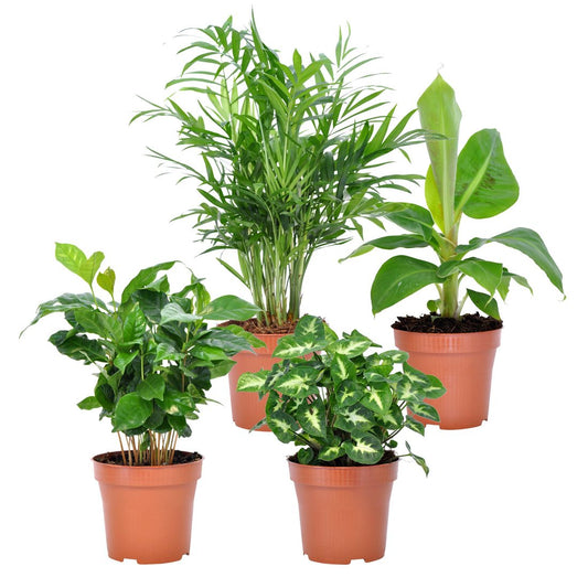 Mini Tropical Plant Assortment – BlossoMé –  Maison Des Fleurs Blossome Inc, Lachine PQ