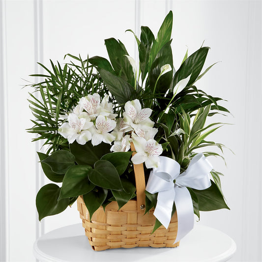 Peace & Serenity Dishgarden –  Maison Des Fleur Blossome, Laval PQ