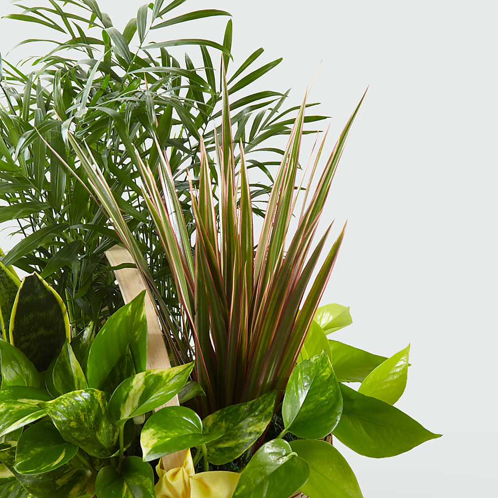 French Garden –  Maison Des Fleurs Blossome Inc, Lachine PQ