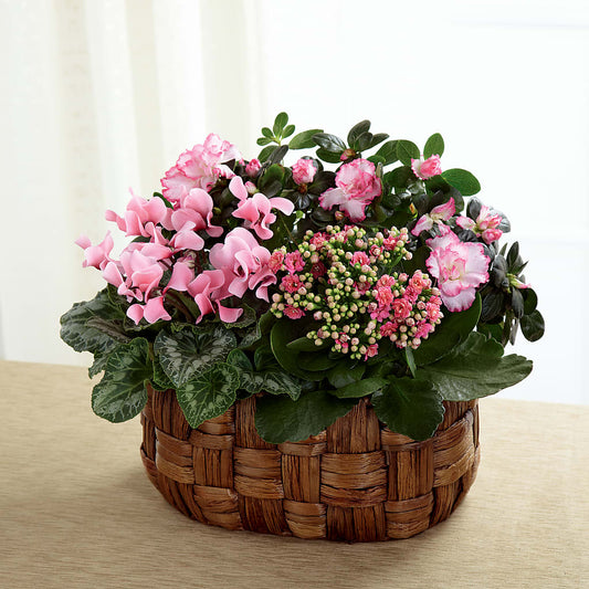 Pink Assortment –  Maison Des Fleur Blossome, Laval PQ