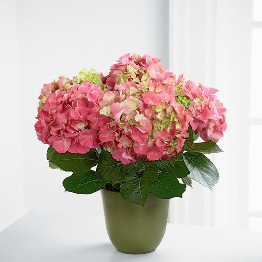 Pink Hydrangea Planter –  Maison Des Fleur Blossome, Laval PQ