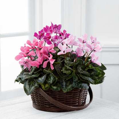 Mixed Cyclamen Planter – MAISON DES FLEUR BLOSSOME, Laval PQ