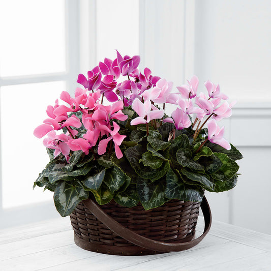 Mixed Cyclamen Planter –  Maison Des Fleur Blossome, Laval PQ