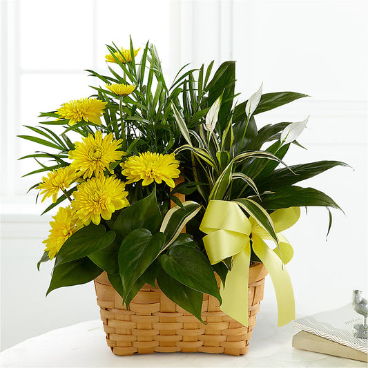 Loving Light Dishgarden –  Maison Des Fleur Blossome, Laval PQ