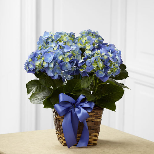 Blue Hydrangea Planter –  Maison Des Fleur Blossome, Laval PQ