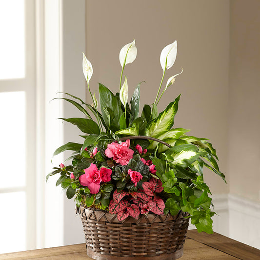 Dream in Pink Dishgarden –  Maison Des Fleur Blossome, Laval PQ
