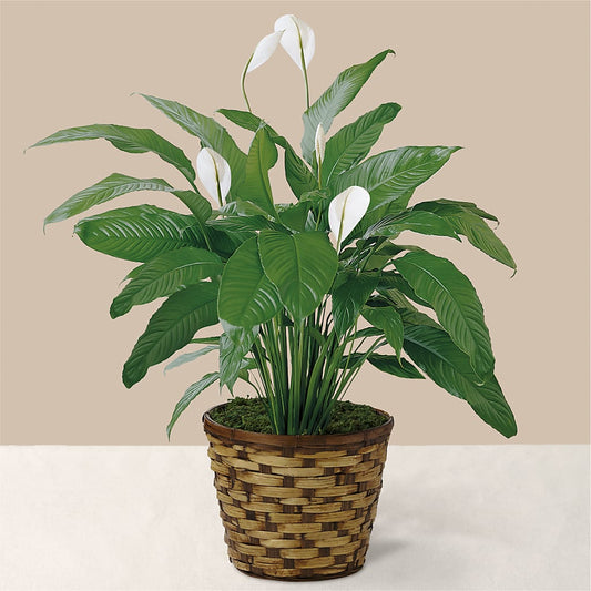 Tranquil Moments Peace Lily Plant –  Maison Des Fleur Blossome, Laval PQ