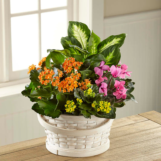 Color Crush Dishgarden –  Maison Des Fleur Blossome, Laval PQ