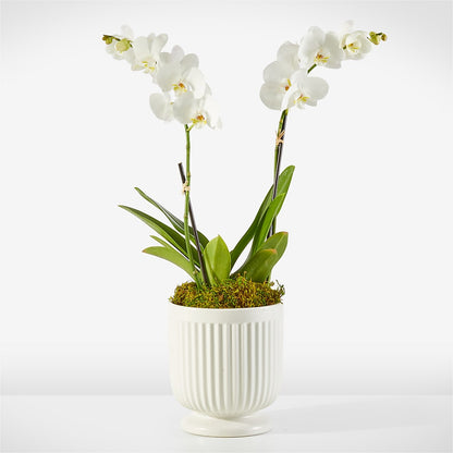 Whispering White Orchid – MAISON DES FLEUR BLOSSOME, Laval PQ