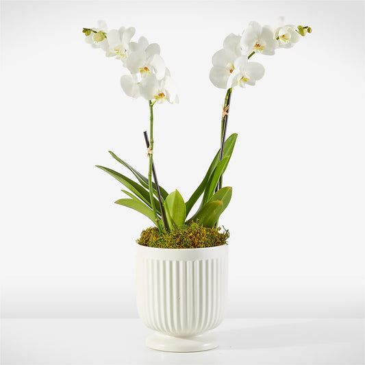 Whispering White Orchid –  Maison Des Fleur Blossome, Laval PQ