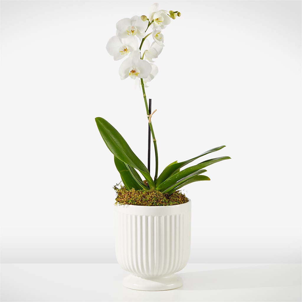 Whispering White Orchid – MAISON DES FLEUR BLOSSOME, Laval PQ