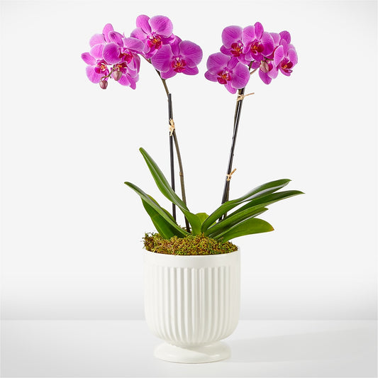 Friendly Fuchsia Orchid –  Maison Des Fleur Blossome, Laval PQ