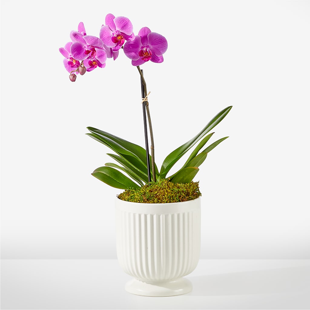 Friendly Fuchsia Orchid – MAISON DES FLEUR BLOSSOME, Laval PQ
