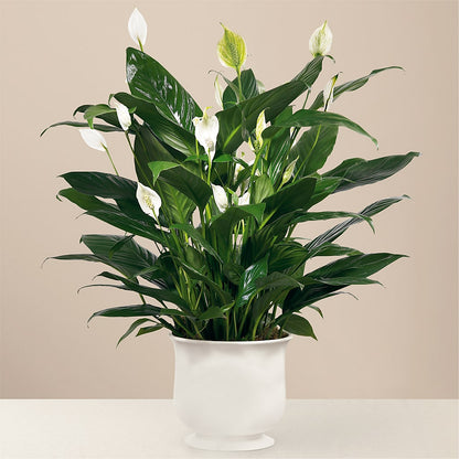 Comfort Planter – MAISON DES FLEUR BLOSSOME, Laval PQ