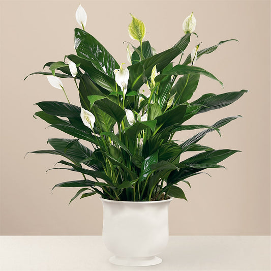 Comfort Planter –  Maison Des Fleur Blossome, Laval PQ