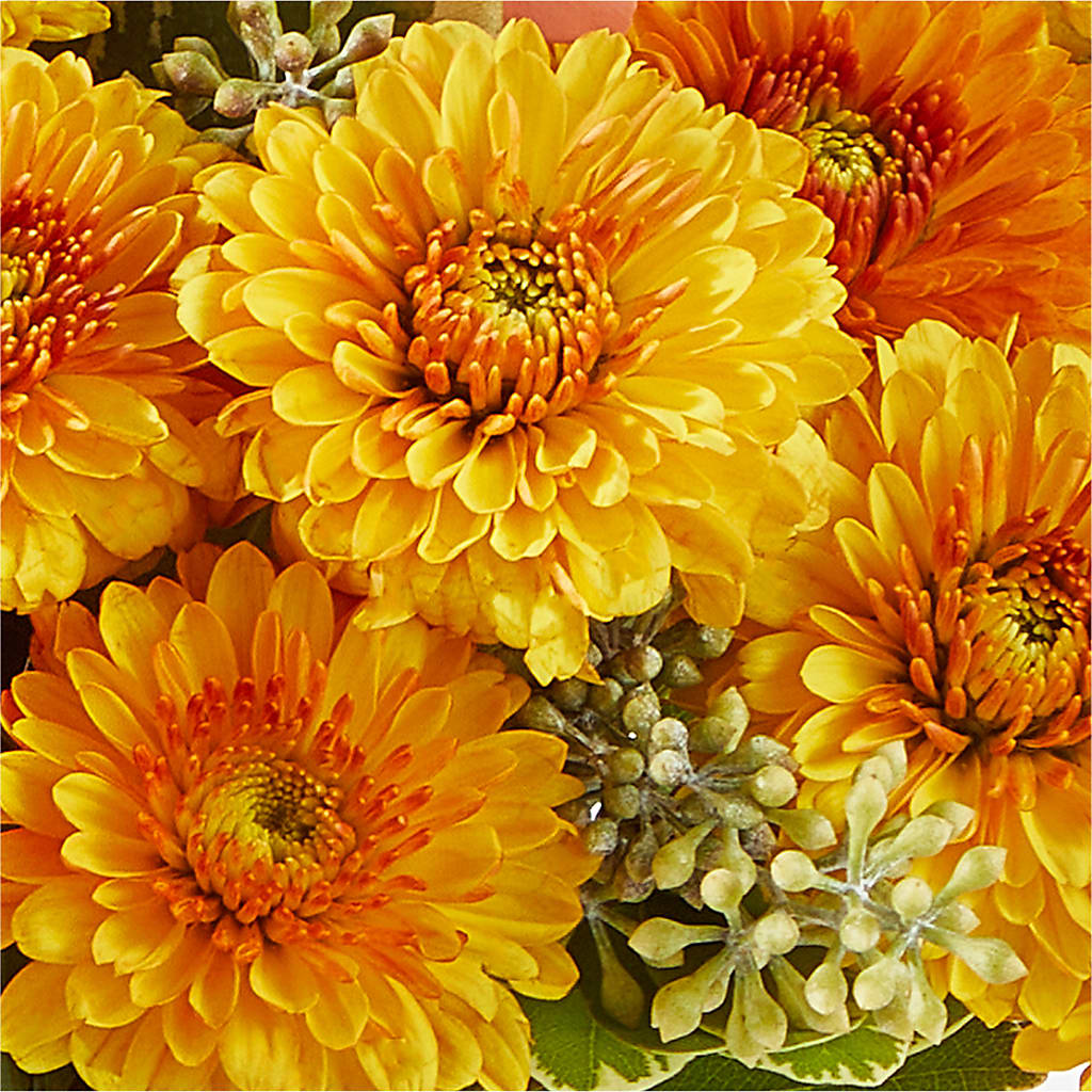Peachy Pumpkin –  Maison Des Fleurs Blossome Inc, Lachine PQ