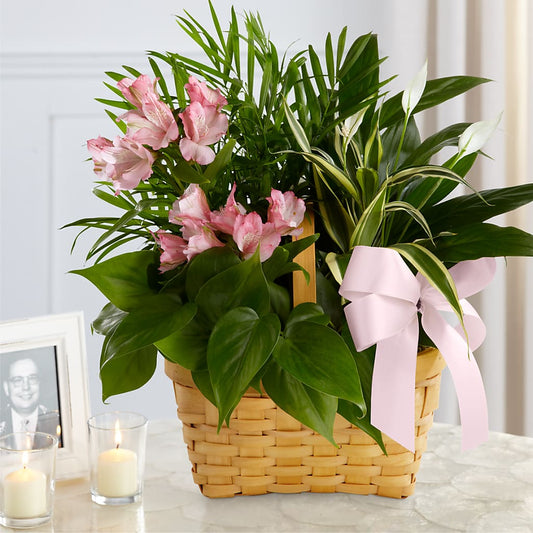 Living Spirit Dishgarden –  Maison Des Fleur Blossome, Laval PQ