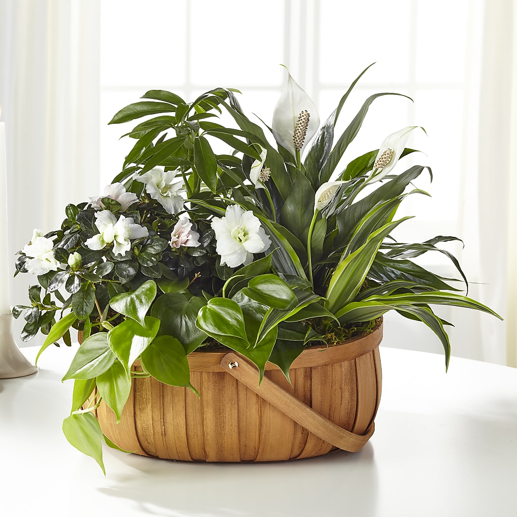 Serene Dishgarden –  Maison Des Fleur Blossome, Laval PQ